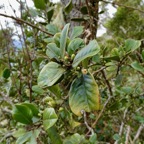 Turraea ovata  Bois  de  quivi .petit quivi .meliaceae.endémique Réunion Maurice. (4).jpeg