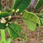 Turraea ovata  Bois  de  quivi .petit quivi .meliaceae.endémique Réunion Maurice. (5).jpeg