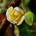 Turraea ovata  Bois  de  quivi .petit quivi .meliaceae.endémique Réunion Maurice..jpeg