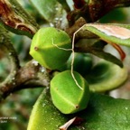 Turraea ovata  Bois  de  quivi .petit quivi. ( fruits )  .meliaceae.endémique Réunion Maurice..jpeg