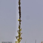 Verbascum thapsus.molène.bouillon blanc.scrophulariaceae.espèce envahissante.jpeg