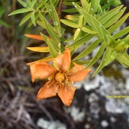  Hypericum lanceolatum subsp angustifolium Fleur jau ne des hauts Hypericaceae Indigène La Réunion .jpeg