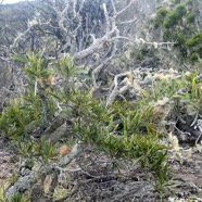 Acacia heterophylla Tamarin des hauts F abaceae Endémique La Réunion 8429.jpeg