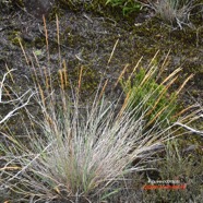 Anthoxanthum odoratum Flouve odorante Poaceae E.jpeg