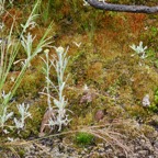 4. Laphangium luteoalbum -  Immortelle des marais - Asteraceae.jpeg