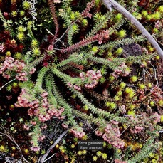 Erica galioides thym marron  ericaceae endémique Réunion sur un tapis de mousse ..jpeg
