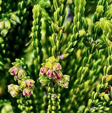Erica reunionnensis.branle vert.( avec fleurs ) ericaceae.endémique Réunion..jpeg