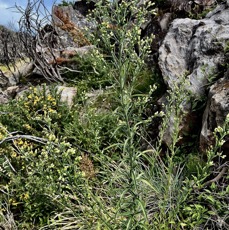 Erigeron canadensis.fausse camomille.( au premier plan )asteraceae.amphinaturalisé..jpeg