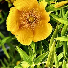 Hypericum lanceolatum subsp angustifolium.  fleur jaune des hauts.( pas de nervures transversales ) hypericaceae.endémique Réunion..jpeg