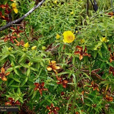 Hypericum lanceolatum subsp angustifolium. fleur jaune des hauts.endémique Réunion. (1).jpeg