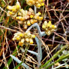 Laphangium luteoalbum.immortelle marronne.pseudognaphale blanc-jaunâtre.asteraceae.potentiellement envahissante..jpeg