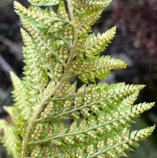 Polystichum ammifolium.( sores en face inférieure de la fronde )dryopteridaceae.endémique Madagascar Mascareignes.jpeg