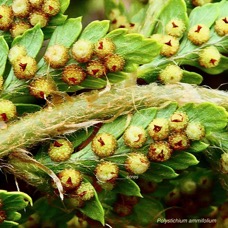 Polystichum ammifolium.dryopteridaceae.endémique Madagascar Mascareignes (3).jpeg
