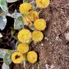 Psiadia argentea .psiadie argentée..asteraceae. Endémique Réunion (1).jpeg