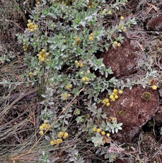 Psiadia argentea .psiadie argentée..asteraceae. Endémique Réunion.jpeg
