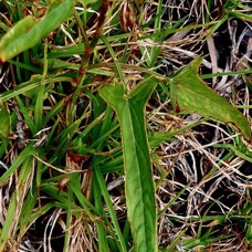 Rumex abyssinicus Jacq..oseille sauvage.grande oseille. ( feuilles ) polygonaceae.amphinaturalisé.envahissant..jpeg