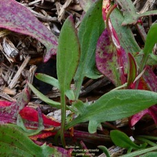 Rumex acetosella.oseille sauvage.petite oseille.( feuilles ) polygonaceae.espèce envahissante..jpeg