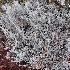 Stoebe passerinoides.branle blanc.asteraceae.endémique Réunion. (1).jpeg