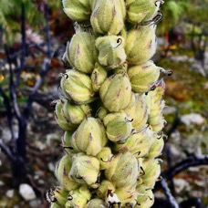 Verbascum thapsus.molène.bouillon blanc.( fruits )scrophulariaceae.espèce envahissante.jpeg
