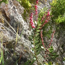 Agarista buxifolia - Petit bois de rempart - ERICACEAE - indigene Reunion - P1060743.jpg