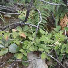 Rubus apetalus - Ronce blanche - ROSACEAE - Indigene Reunion - MB3_2522.jpg
