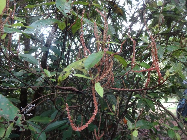 2 2 Acalypha integrifolia Bois de Charles inflorescences EUPHORBIACEE Réunion DSC07607-1