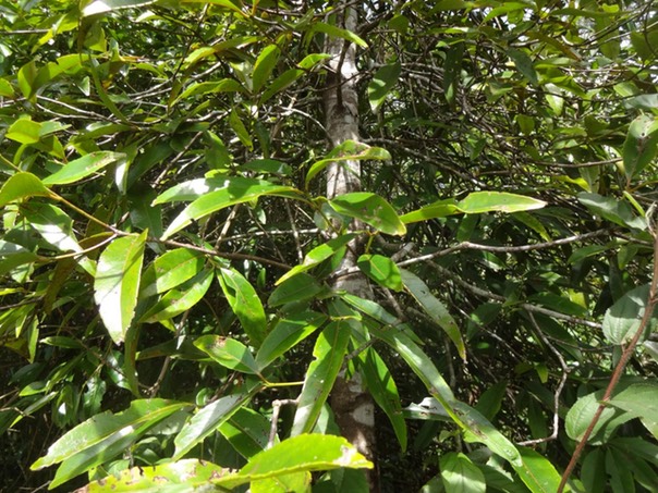21 1 Cassine orientalis Bois rouge CELASTRACEE Masc DSC07594-1