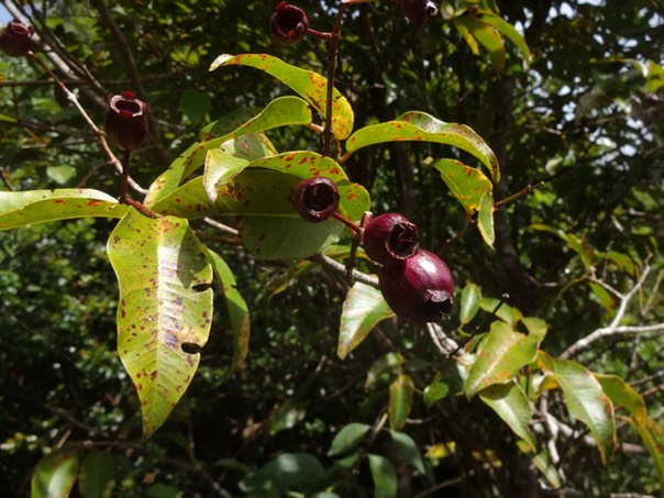 94 5 Syzygium Bois de pomme MYRTACEE Fruits DSC07585-1