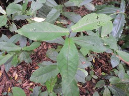 1 Bois de violon, Acalypha integrifolia 