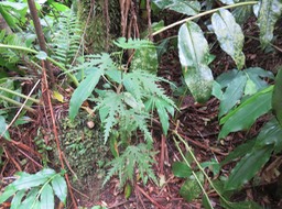 1. Ficus lateriflora  - Ficus Blanc  - MORACEAE - Endémique de la Réunion et de Maurice