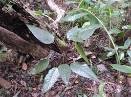 15 Bois de perroquet, Hancea integrifolia 