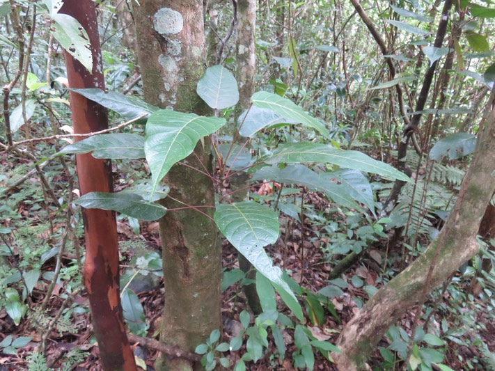 3- Cordemoya integrifolia -Bois de perroquet  - Euphorbiaceae