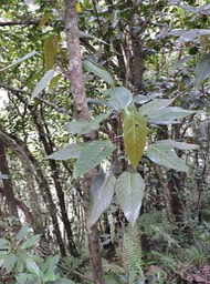 5 Bois de perroquet, Hancea integrifolia 
