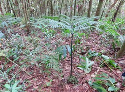 7 Ptisana fraxinea (Sm.) Murdock - Fougère tortue -  Marattiaceae - indigène Réunion