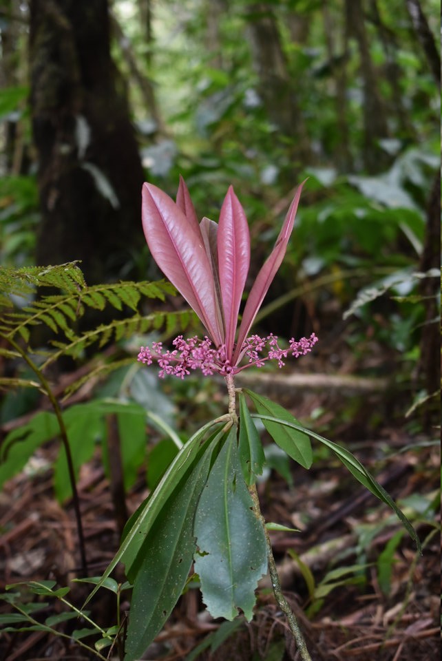 Badula borbonica - Bois de savon - PRIMULACEAE - Endémique Réunion - MAB_6104