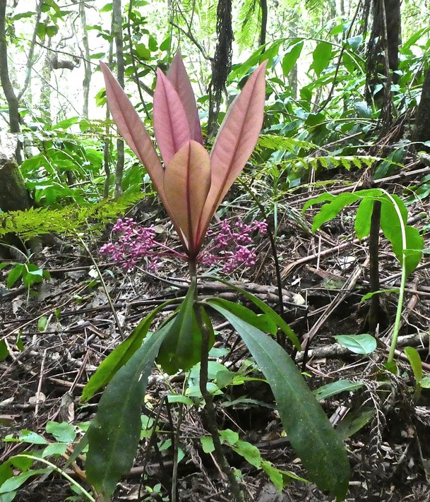 Badula borbonica . bois de savon .myrsinaceae.endémique Réunion .P1720313