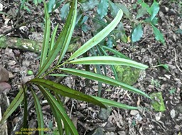 Cassine orientalis . bois rouge . face inférieure des feuilles d'un plant juvenile. celastraceae .endémique Mascareignes .P ;1720143