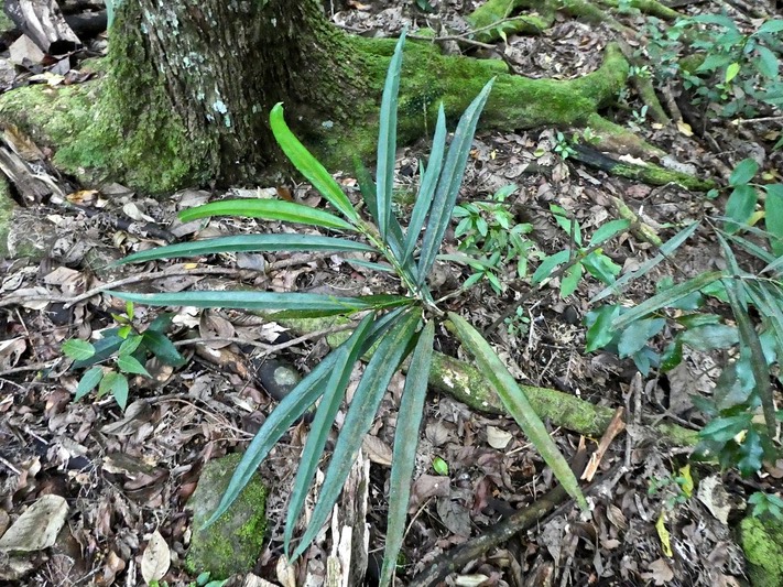 Cassine orientalis . bois rouge . jeune plant. celastraceae. endémique Mascareignes .P1720142