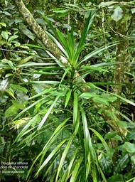 Dracaena reflexa .Bois de chandelle . asparagaceae. indigène Réunion P1720156