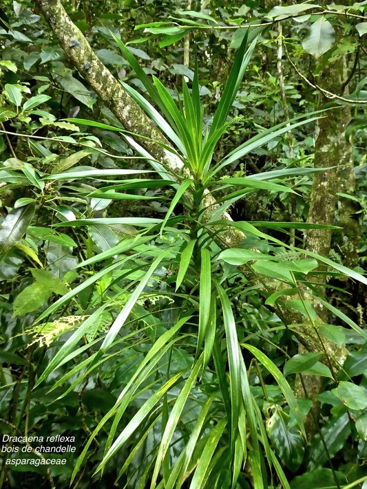 Dracaena reflexa .Bois de chandelle . asparagaceae. indigène Réunion P1720156