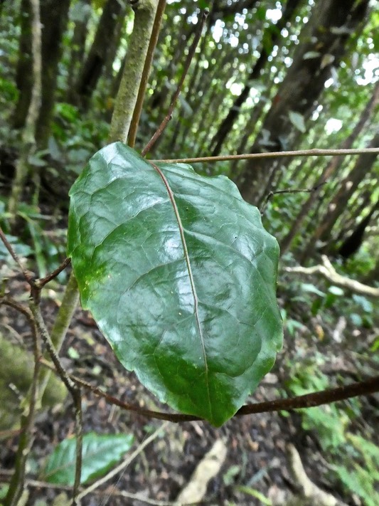 Homaliulm paniculatum .corce blanc .bois de bassin .(feuille )..salicaceae.endémique Réunion Maurice .P1720284