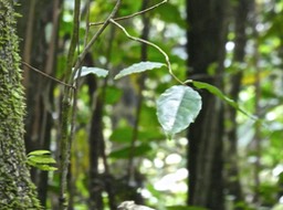 Homalium paniculatum .corce blanc. bois de bassin .salicaceae. (rejet sur le tronc) endémique Réunion Maurice P1720270