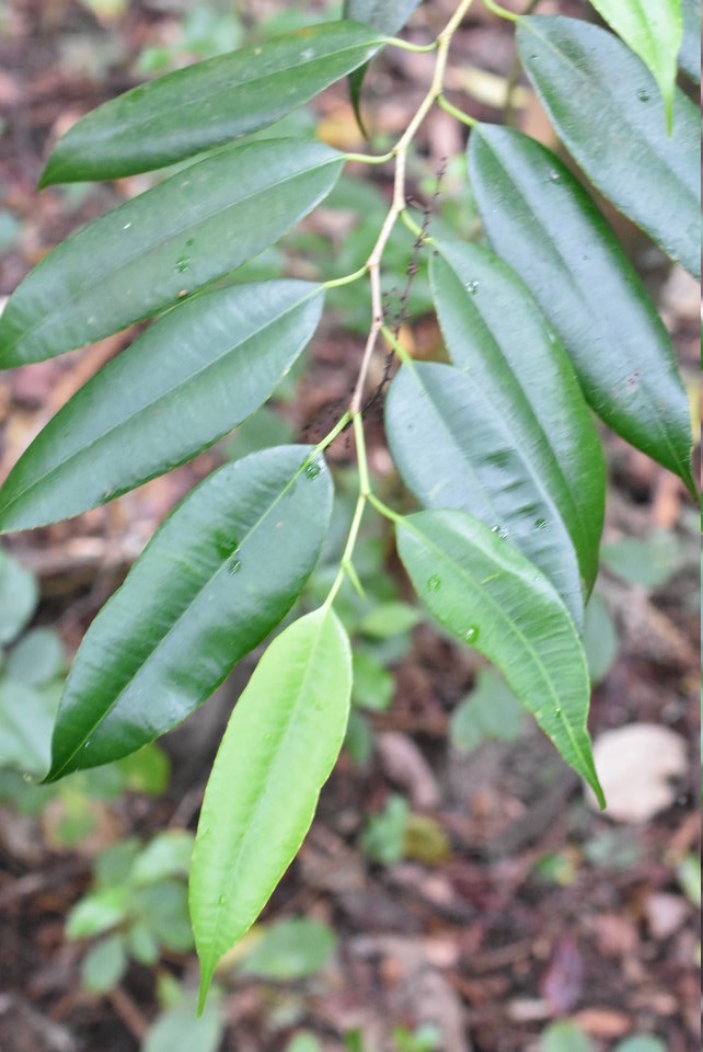 Maillardia borbonica - Bois de maman - MORACEAE - Endémique Réunion - MAB_6134