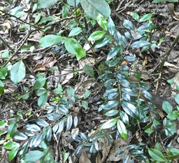 Memecylon confusum .bois de balai .memecylaceae. endémique Réunion .P1720146