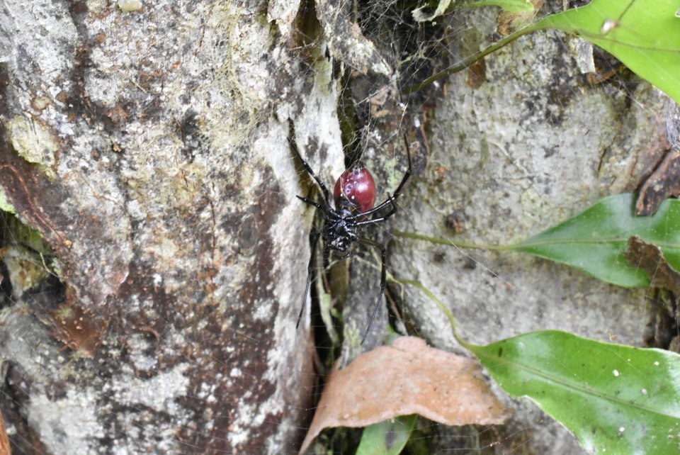 Nephilengys borbonica - Bibe rouge, bibe cerise - NEPHILIDAE - Endémique Réunion - MAB_6067
