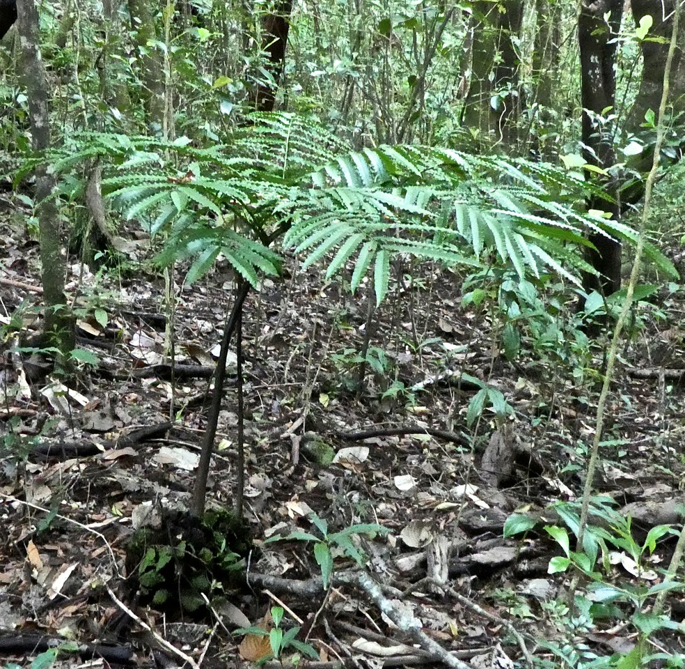 Ptisana fraxinea . fougère tortue .marattiaceae. indigène Réunion .P1720445