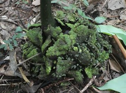 Ptisana fraxinea .fougère tortue .(rhizome massif en forme de tortue) marattiaceae .indigène Réunion P1720309