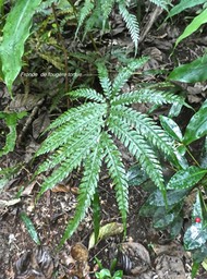 Ptisana fraxinea .fougère tortue . marattiaceae . indigène Réunion P1720372