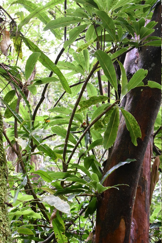 Sideroxylon majus - Bois de fer blanc - SAPOTACEAE - Endémique Réunion - MAB_6127