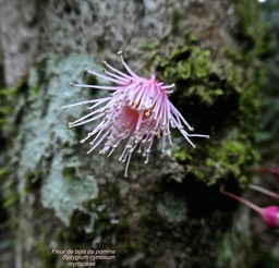 Syzygium cymosum .bois de pomme rouge . (fleur sur le tronc )  myrtaceae. endémique Réunion Maurice .P1720366
